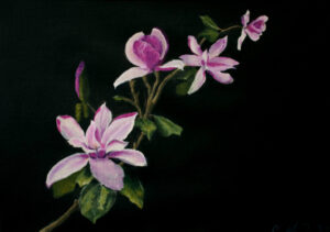 Magnoila